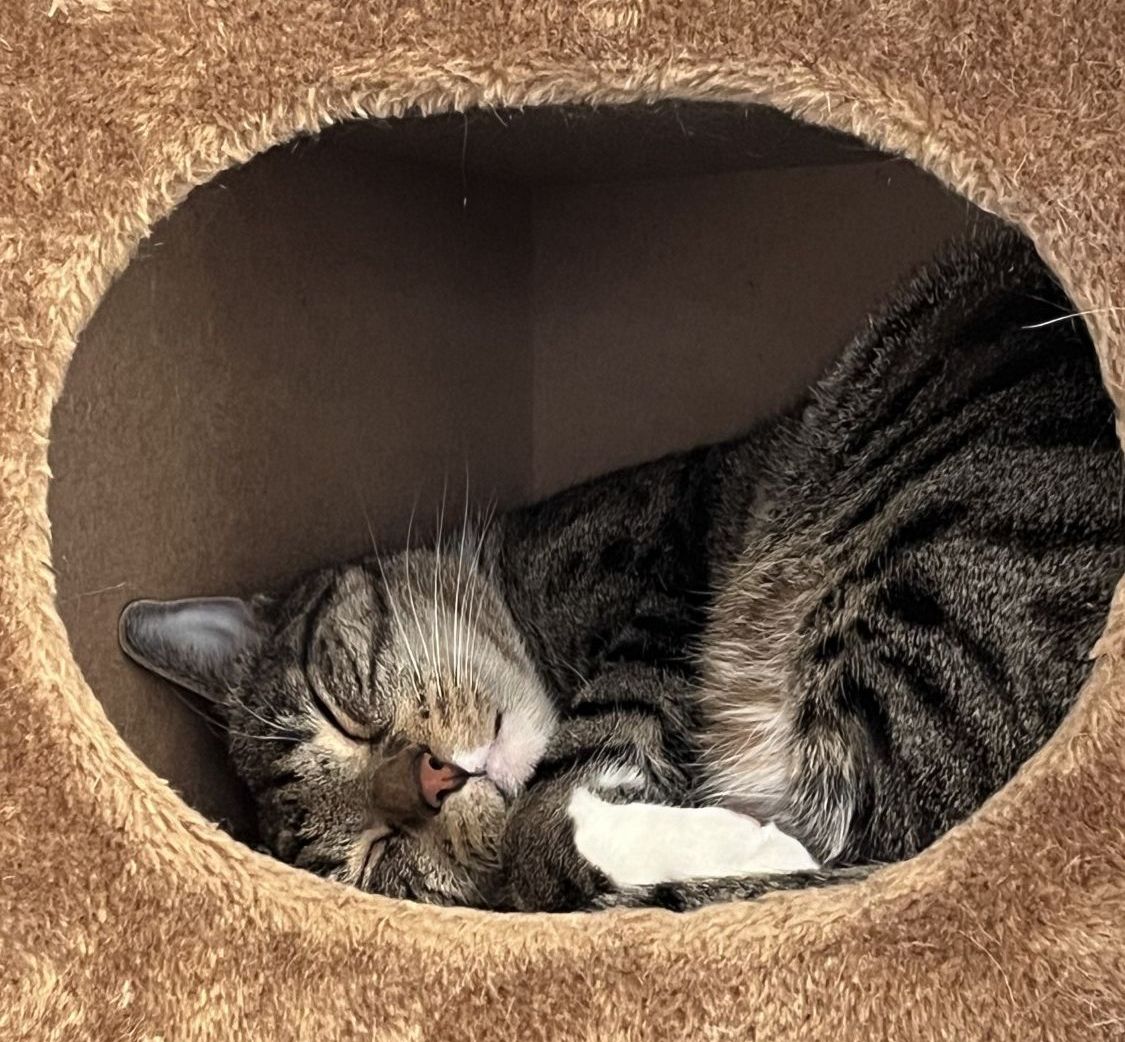 Office cat in cat tree